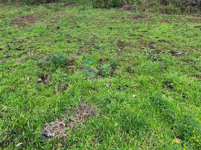 Área para Venda em Sapucaia do Sul - 5