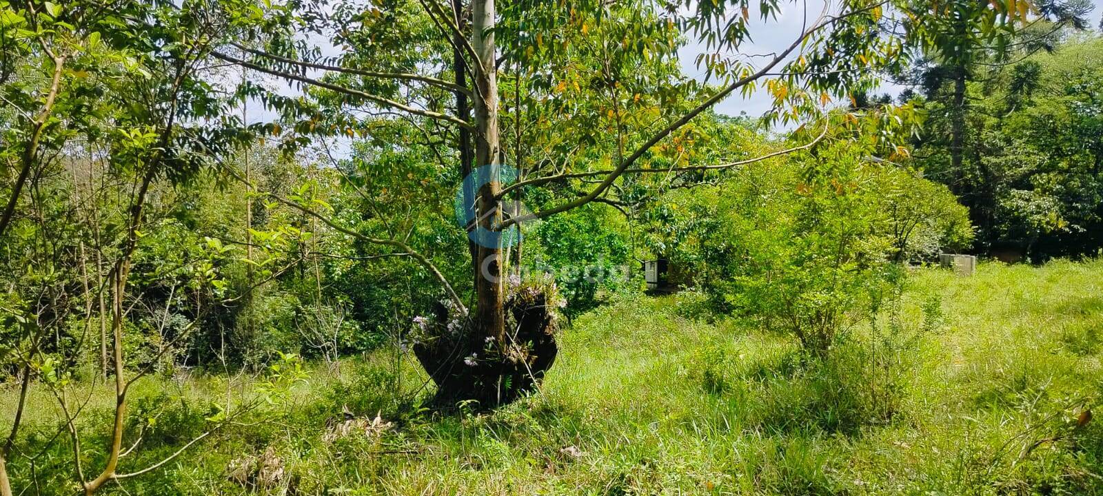 Sítio, 2 quartos, 5000 m² - Foto 2