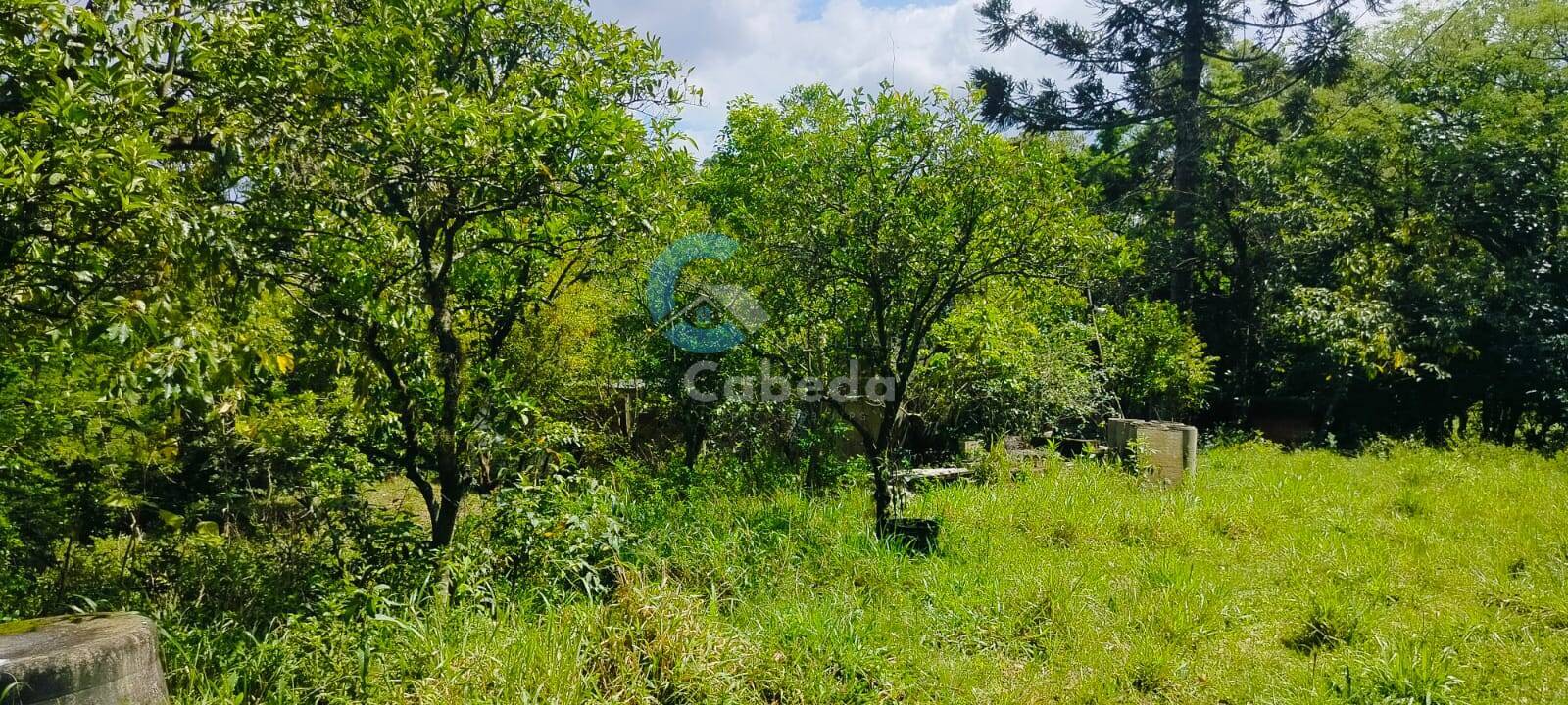 Sítio, 2 quartos, 5000 m² - Foto 3