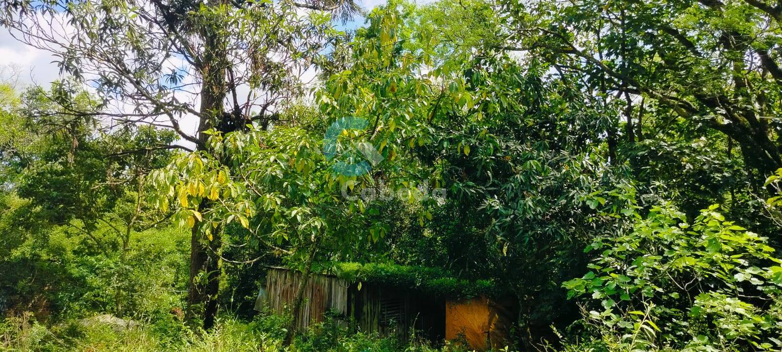 Sítio, 2 quartos, 5000 m² - Foto 8