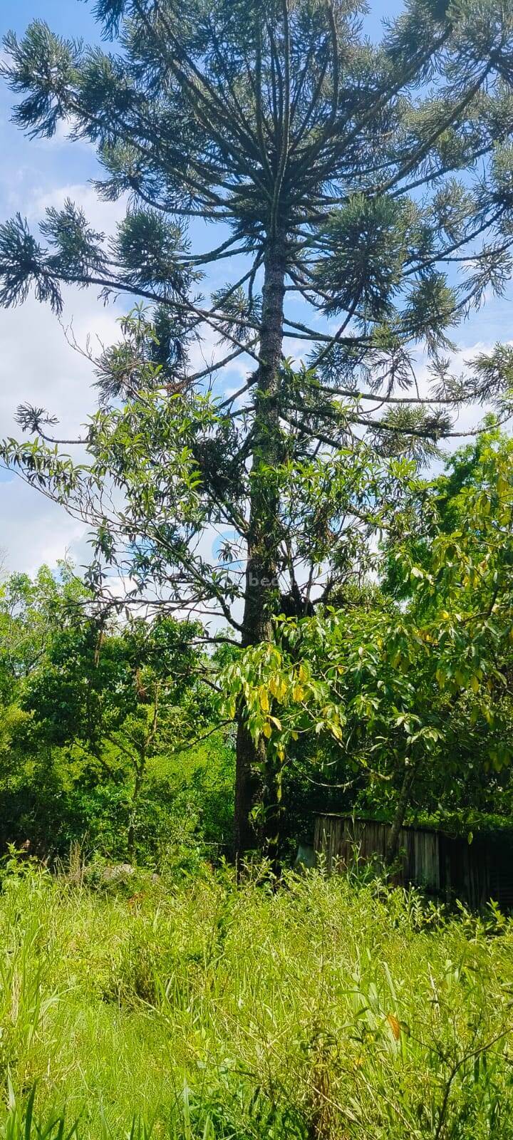 Sítio, 2 quartos, 5000 m² - Foto 14