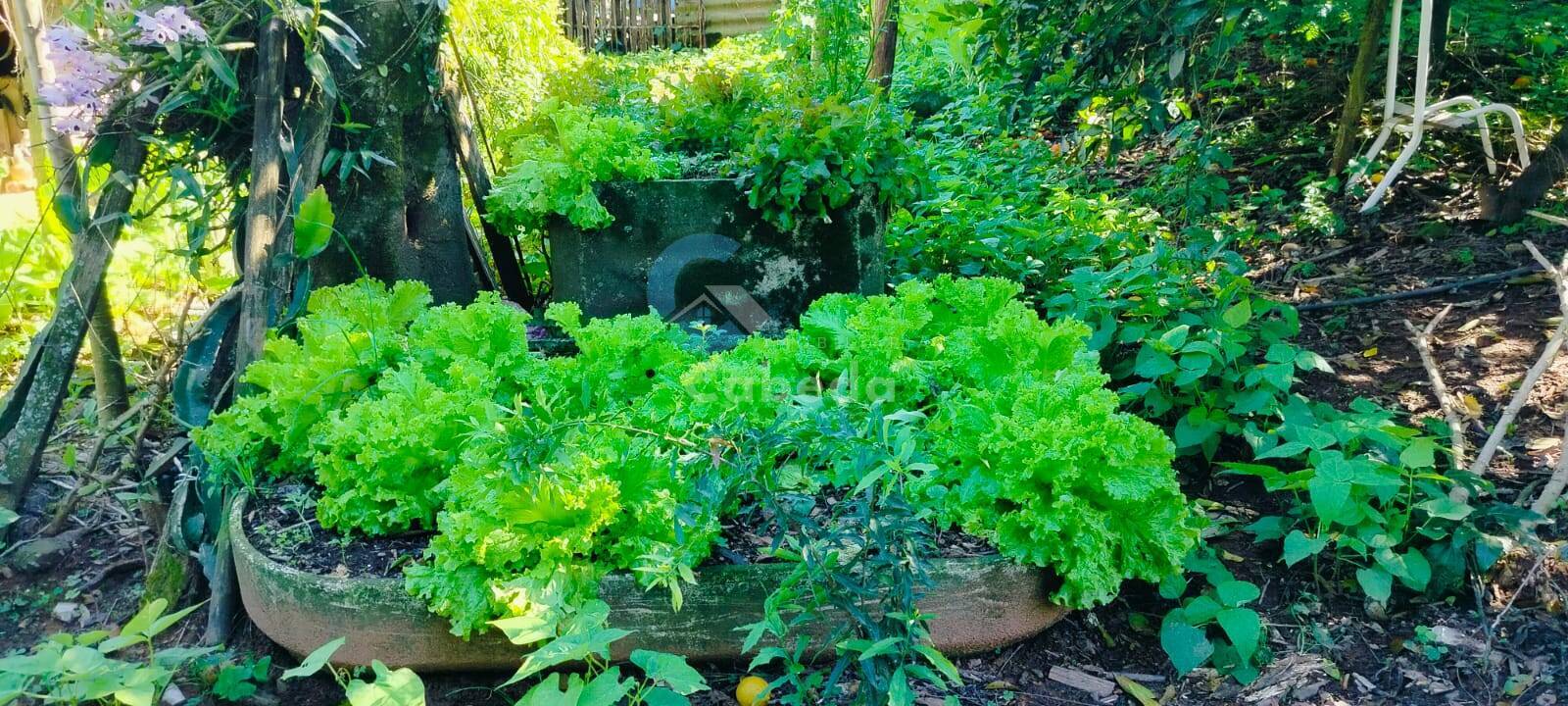 Chácara, 2 quartos, 2270 m² - Foto 3