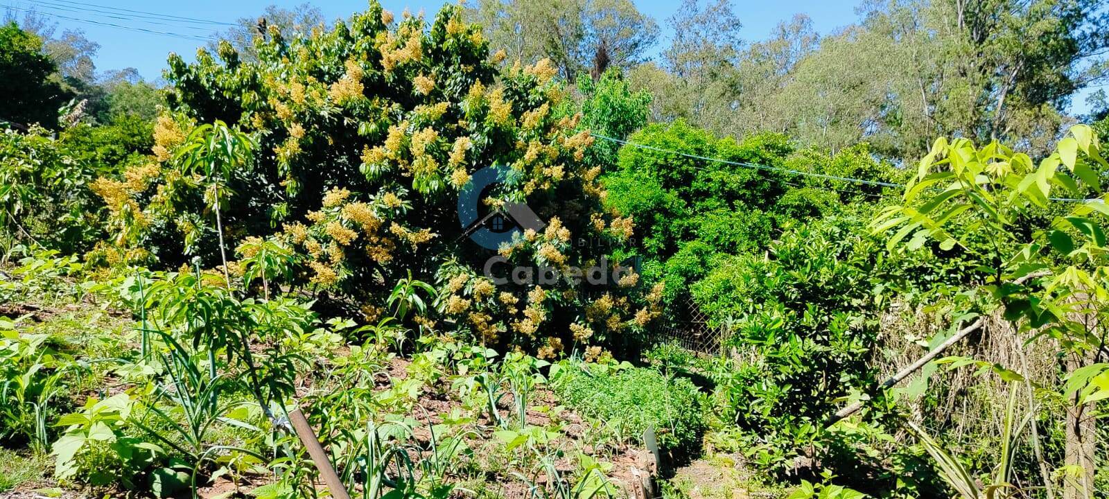 Chácara, 2 quartos, 2270 m² - Foto 5